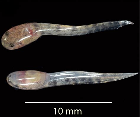 Frog That Gives Birth To Live Tadpoles Discovered In Sulawesi Ibtimes Uk