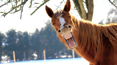 Funny Horses Funny Horse Videos 2015 🐴 Hd Funny Pets Youtube