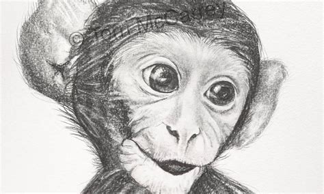 Animal Art Baby Monkey Sketch Small Online Class For Ages 10 15