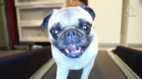 Cutest Pugs Compilation Youtube