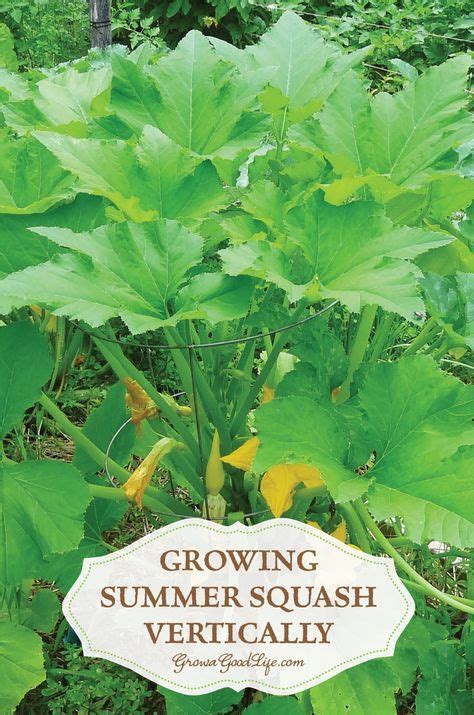 How To Grow Summer Squash Vertically Container Gardening Growing