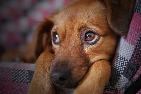 New Study Suggests Human Preference To Blame For Puppy Dog Eyes