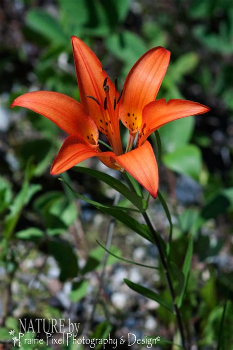 Prairie Lily Or Western Red Lily The Prairie Pixel Addict