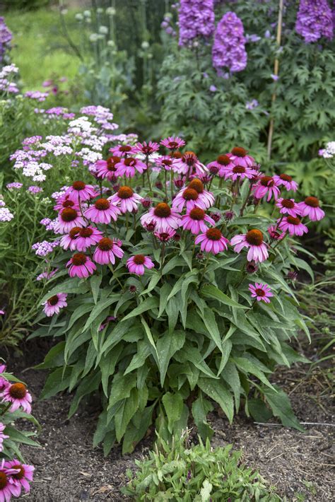 Color Coded The Fuchsia Is Bright Coneflower Echinacea Hybrid