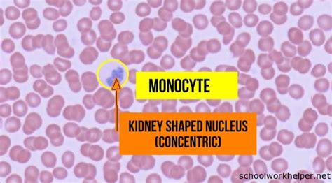 Monocyte Slide Labelled Histology Schoolworkhelper