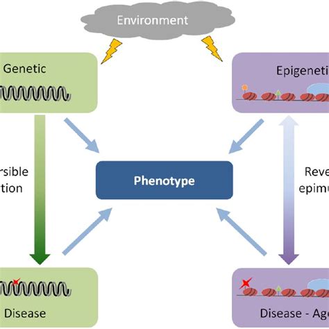 Pdf Epigenetic Mechanisms In Development Inheritance And Disease