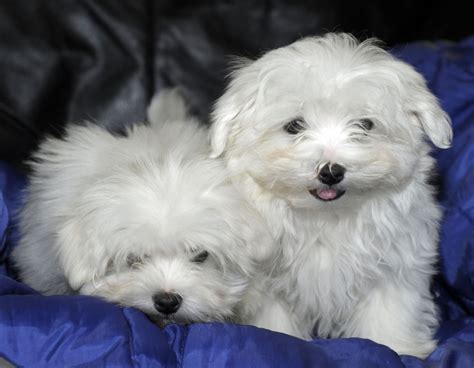 Dogs for sale Maltese pups | View All Puppies | Pedigreedogs.ie