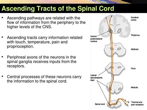 The cuneocerebellar tract regulates the transmission of sensory information traveling to and from the head, neck, and upper limbs. Pin on medical scool