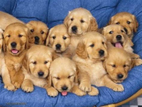 Every golden retriever puppy should be adopted from a reputable breeder and an mn craigslist. Golden Retriever Adoption Nc | PETSIDI