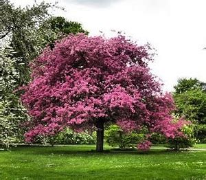 It is also an excellent contrast tree for larger evergreen backgrounds. Flowering Trees kc mo - Garden Gate Lawn & Landscape