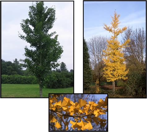 Used more in usda hardiness zone 7 but is not recommended in central and southern texas or oklahoma due to summer heat. PRINCETON SENTRY GINKGO - Hinsdale Nurseries