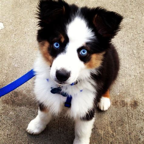 Australian Shepard Puppy This Blue Eyes Are So Gorgeous Puppies