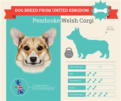 Pembroke Welsh Corgi Dog Breed Information Dog Breeds List