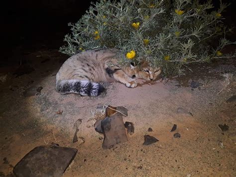 Sand Cat Sighted At Merzouga Morocco For The First Time In More Than