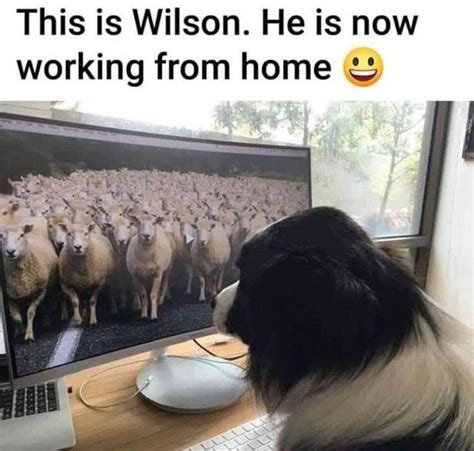 Best Working From Home Memes Of 2020 From Virtual Vocations