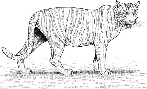 Cute Tiger Coloring Pages For Kids Coloring Pages