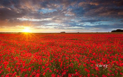 Download Bing Theme Of Photography Red Flowers In Brilliant Sunrise