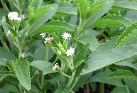 Purecircle New Stevia Leaf Variety Provides Significant Advantages