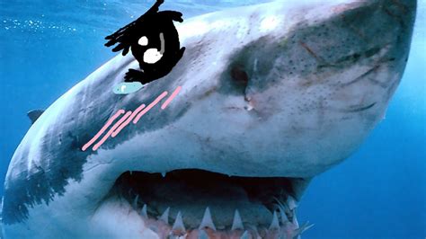 The meg , also known as the megalodon, is one of the three bosses in stranded deep. KAWAII SHARKS! (Stranded Deep #2) | PewDiePie - YouTube