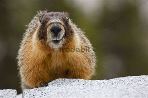 Groundhog Woodchuck Or Whistle Pig Marmota Monax Yosemite Natio