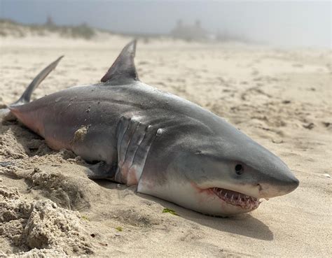 Dead ‘baby Shark Found In Southampton Dans Papers