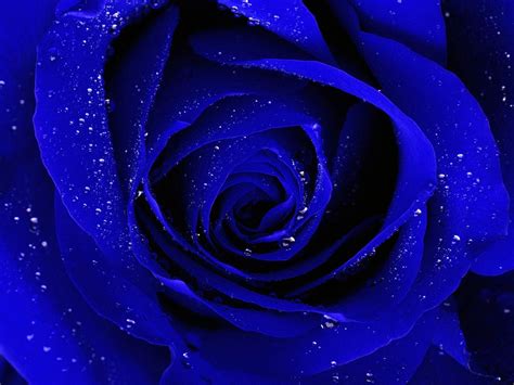Join now to share and explore tons of collections of awesome wallpapers. Blue Rose wallpapers HD free Download