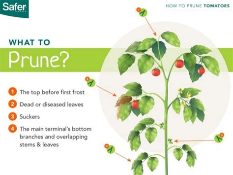 How To Prune Tomato Plants The Right Way