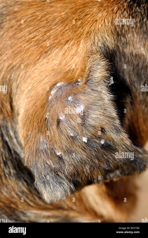 What Causes Dog Ear Ulcers