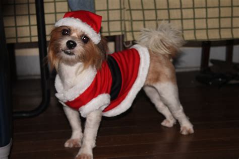 View profile see their activity. my Sukee in her Santa outfit | Santa outfit, All dogs, Dogs