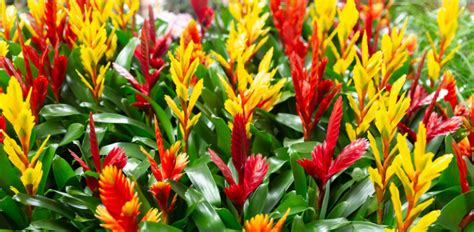 Bromeliad Care Complete Guide To Growing Bromeliads We Love Gardening