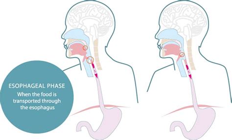 The Swallowing Process Explained From Mouth To Stomach