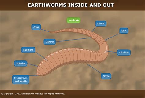 earthworm science learning hub