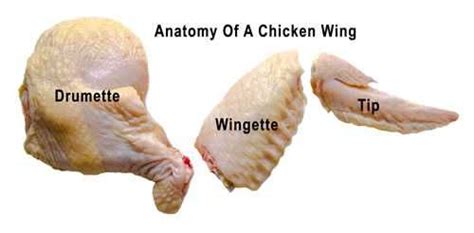 Chicken Wing Anatomy