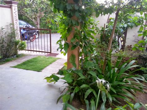 People interested in bunga kerak nasi also searched for. Casa Impiana Langkawi Homestay: CASA IMPIANA LANGKAWI ...