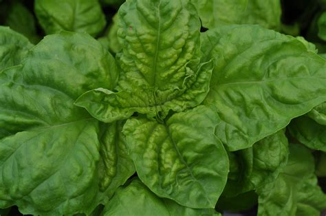 Valentino Basil Culinary Compact Yet Vigorous Plants