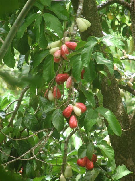 Polynesian Produce Stand Red Mountain Apple Fruit Tree Syzygium