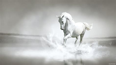 🥇 Water Running White Horse Wallpaper 76121