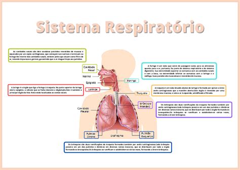 Top imagen mapa mental sistema respiratório Viaterra mx