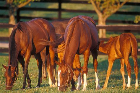 What To Know About Breeding A Mare And Raising A Foal