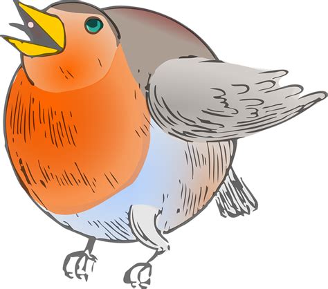 Animal Bird Robin Free Vector Graphic On Pixabay