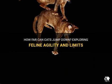 How Far Can Cats Jump Down Exploring Feline Agility And Limits Petshun