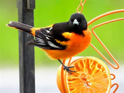 Attracting Baltimore Orioles Put A Piece Of Orange And Some Jelly On