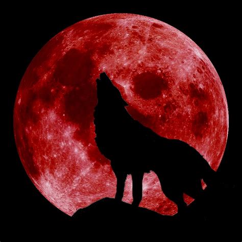 Blood Moon With Wolf Illustration World History Encyclopedia