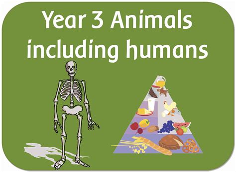 Year 3 science - Animals including humans worksheets, powerpoints ...