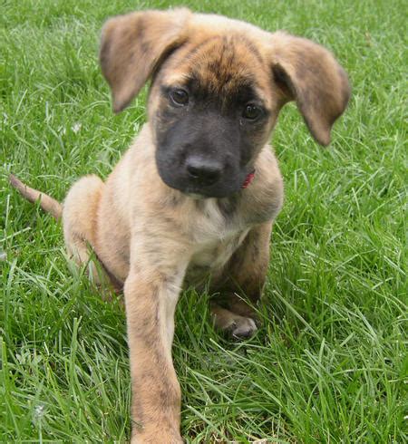 The german shepherd mix can have any or all of these characteristics plus any characteristics from the other parent breed in the mix. German Shepherd Boxer Mix Pictures | Dog German Shepherds