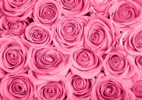 Hd Wallpapers Pink Rose MyWeb