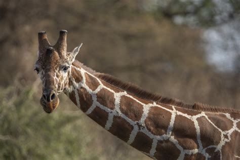 Animal Conservation Giraffe Facts Born Free Foundation