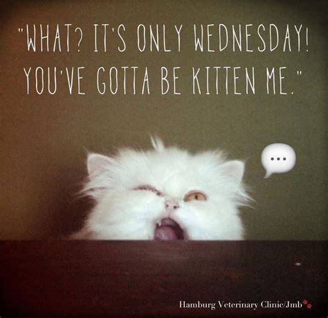 Maybe you would like to learn more about one of these? Wednesday funny - Animal Humor: What? It's only Wednesday! You've got to be kitten me. Happy ...