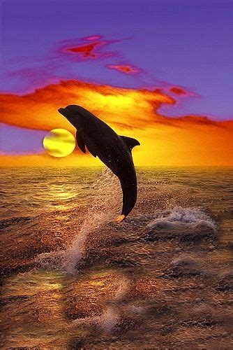 1000 Images About Dolphins Whales On Pinterest