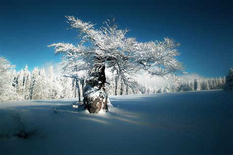 Wallpaper Cold Trees Winter Snow Nature X